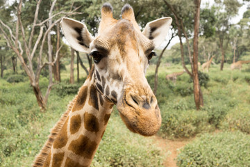 Portrait of a Giraffe
