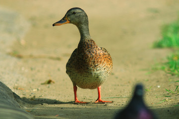 ducks in a city park