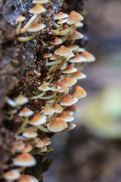 mushrooms growing on a live tree in the forest