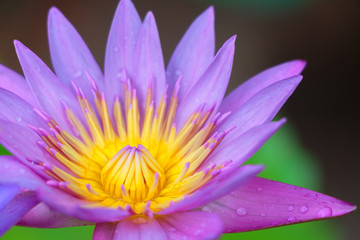 Close up beautiful pink lotus