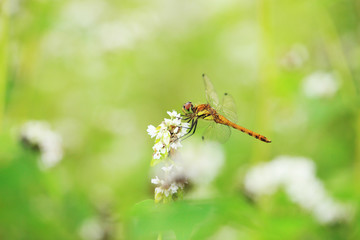 Red dragonfly of buckwheat fields