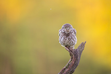 Little Owl