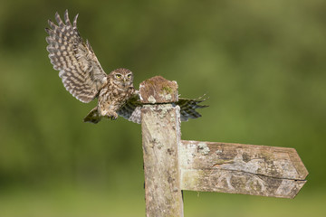 Little Owl