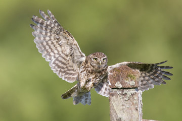 Little Owl