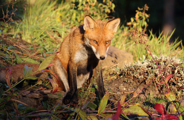 schnuppernder Fuchs