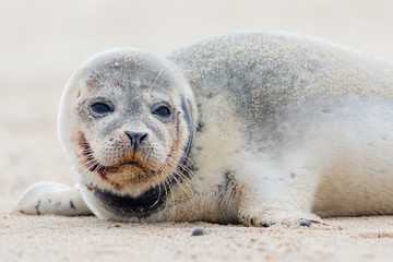Naklejka premium Seal Pup