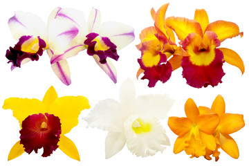 Colorful orchid isolated on white background