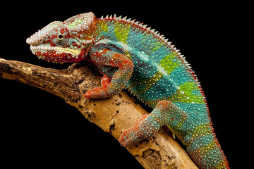 Panther Chameleon