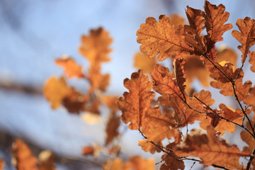 background texture of yellow leaves autumn leaf background