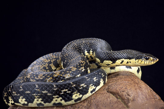 Malagasy giant hognose snake (Leioheterodon madagascariensis)