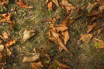dried leaves and grass . autumn wallpaper
