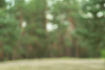 Blurry nature wallpaper. Forest bokeh background. Green defocused backdrop for your design. 