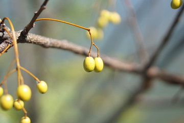 センダン © hiyokoma