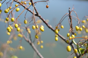 センダン © hiyokoma