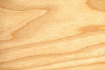 beech tree texture wallpaper. Close-up photo of beech tree texture. Nature background