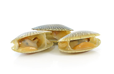 Clams on white background