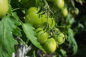 Ветка зеленых помидор.