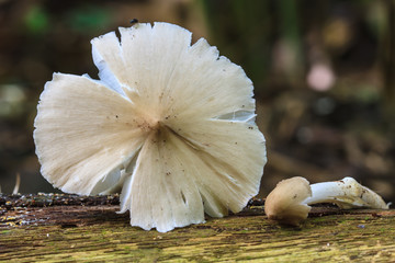 fresh termite mushroom