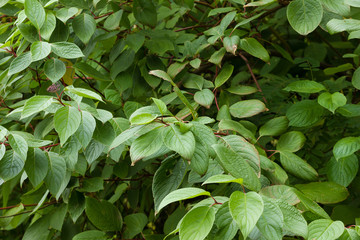 green leaves

