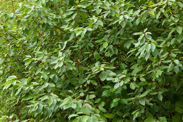 Obraz premium green leaves 