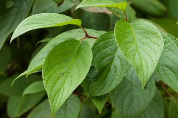 Fototapeta na wymiar green leaves 