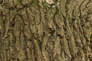 Tree bark texture