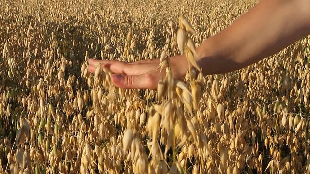 Ripe oats, feminine hand gently touches the ears of oats, the farmer checks the maturity of oats, agriculture and rural life, the harvest of the field, farming. The bread on the root.