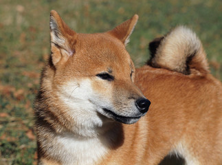 Portrait of young dog shiba inu on natural background