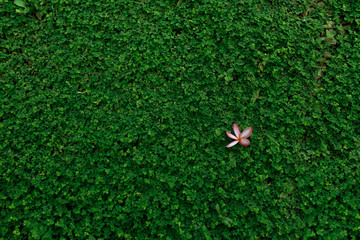 pink flower on grass