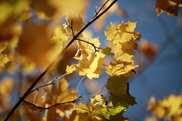 fallen yellow autumn leaves background, texture