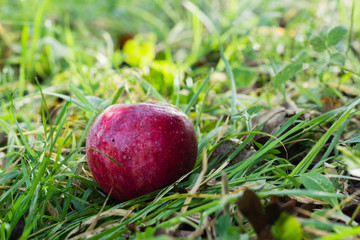red apple on green grass
