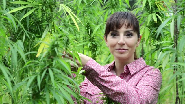 Woman checking hemp plants in the field