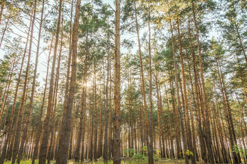 Obraz na płótnie Canvas pine forest