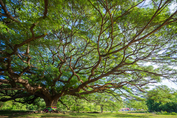 The Great Tree Spreading branches