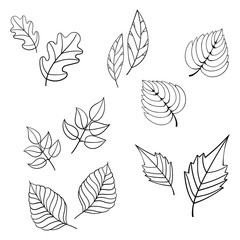 Black leaves vector illustration