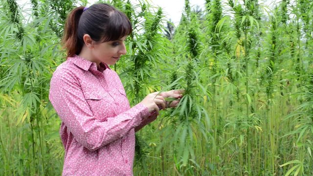 Woman checking hemp plants in the field
