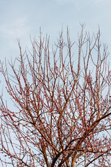 Cherry plum tree in early bloom