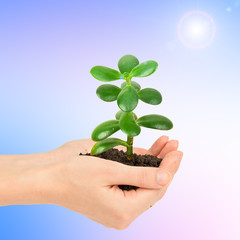 Womans hands holding plant with ground on blue