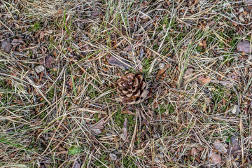 Herbe, mousse, aiguilles et pomme de pin sur le sol