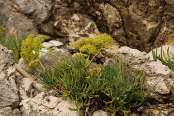 finocchio marino (Crithmum maritimum) pianta con fiori