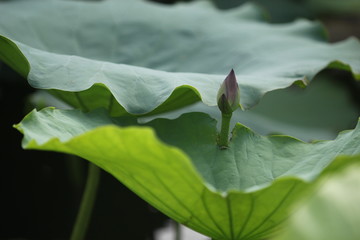 Lotus and lotus leaf, lotus is a symbol of Buddhism in Asia