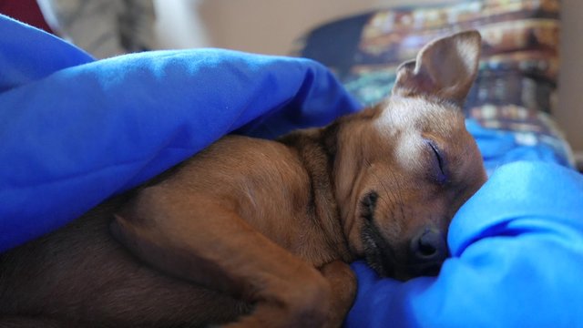 Sleeping puppy awakes. 