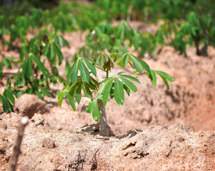 cassava tree