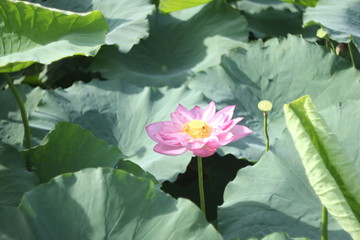 Lotus and lotus leaf, lotus is a symbol of Buddhism in Asia
