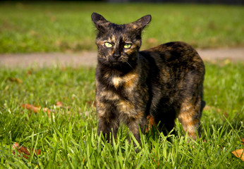 Brindle kitten looking at viewer standing in green grass