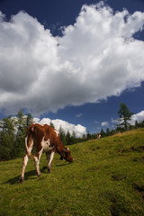 Fototapeta na wymiar Cow grazing in a meadow, mountain landscape on background and blue summer sky
