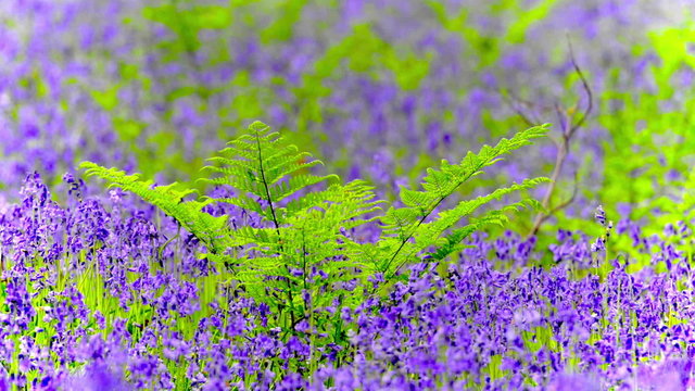 Fern surrounded by Bluebell flowers in a Beech forest during an early spring morning.