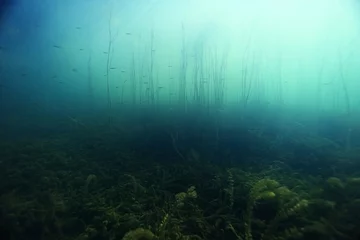 underwater scenery in the river diving © kichigin19