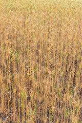 Golden fields of wheat, barley growing