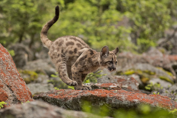 Obraz premium Puma, Cougar